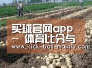 种植基地七(图1)