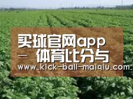 种植基地五(图1)